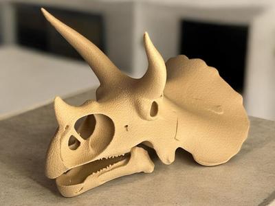 Triceratops Skull