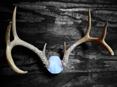 "Skull Cap" Deer Antler Mount 