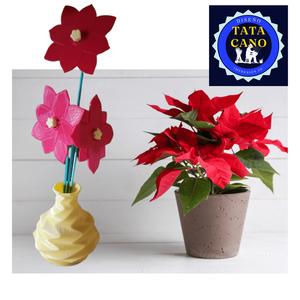 Flores Estrella Federal, Flor de Pascua, Flor de Navidad (Poinsettia Flowers)