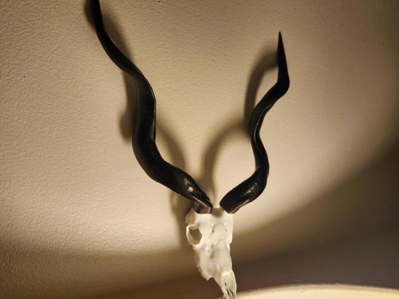 "Kudu" Antelope Skull