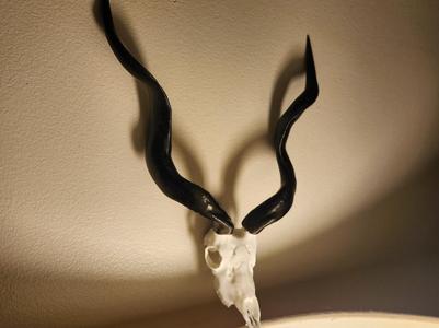 "Kudu" Antelope Skull