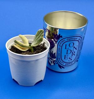 Diptyque Candle Nursery Pot