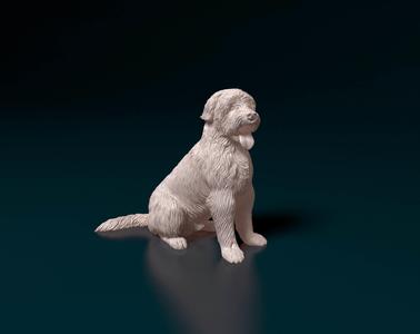 Catalan Sheepdog