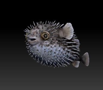 Diodon Puffer fish