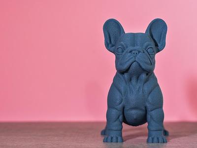 Powerful Dog Standing Pose French Bulldog