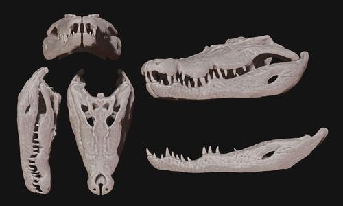Crocodylus porosus Skull - CNC and