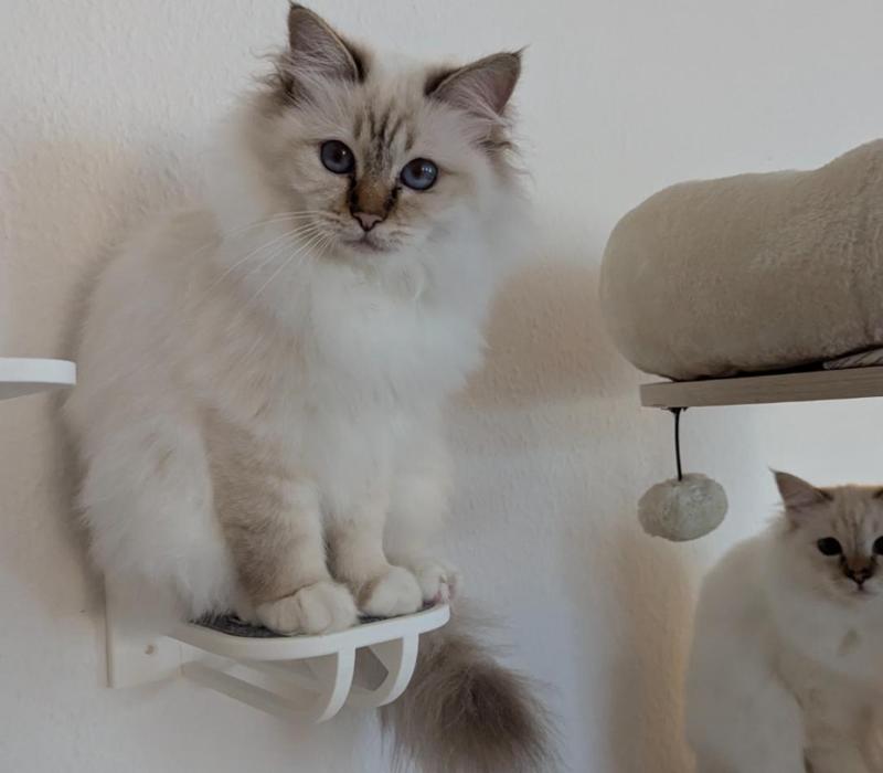 Cat step