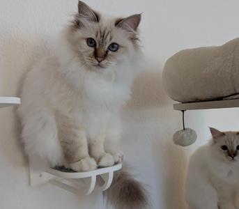 Cat step