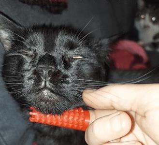 Itchy Fingers - Cat Scratcher / Grooming Brush