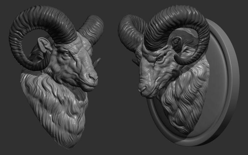 Mouflon ram head