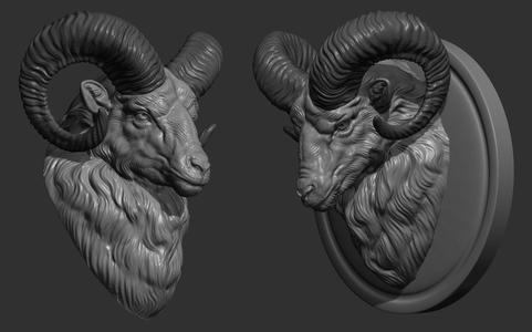 Mouflon ram head