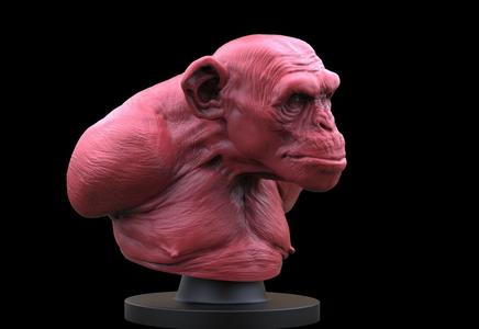 Monkey Bust