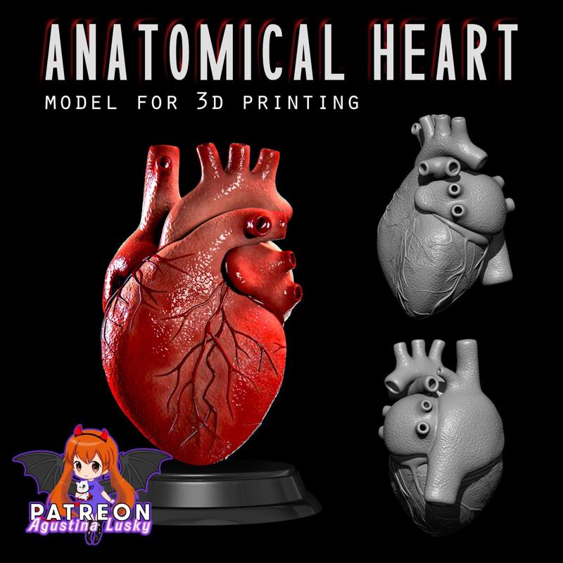 Anatomical Human Heart