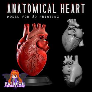 Anatomical Human Heart