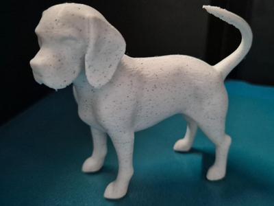 Beagle Dog Model