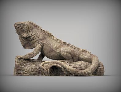 Iguana on log