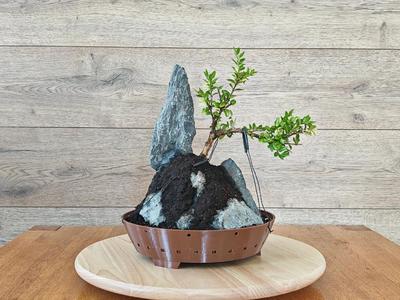Bonsai – Trainingpot with 24cm diameter