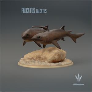 Falcatus falcatus : Couple