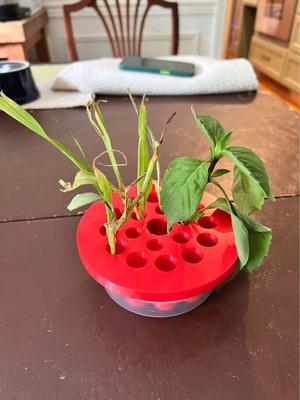 Stem Rooter - Green Onion Garden - Lemongrass Grower - Plant Starter