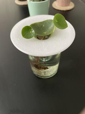 Propagation plate for Hydroponics