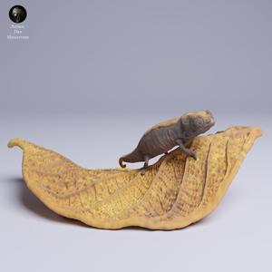 Nosy Hara Leaf Chameleon (Brookesia micra)