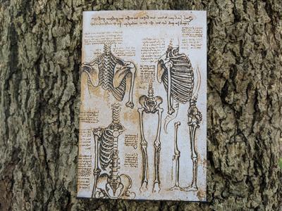 Davinci's Anatomy - Anatomy of the Torso Filament Painting