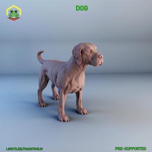Dog 