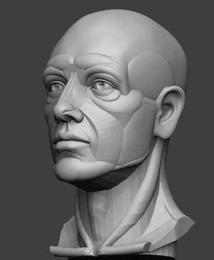 Planar simplified male head