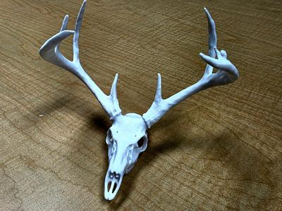 Eazy's Buck