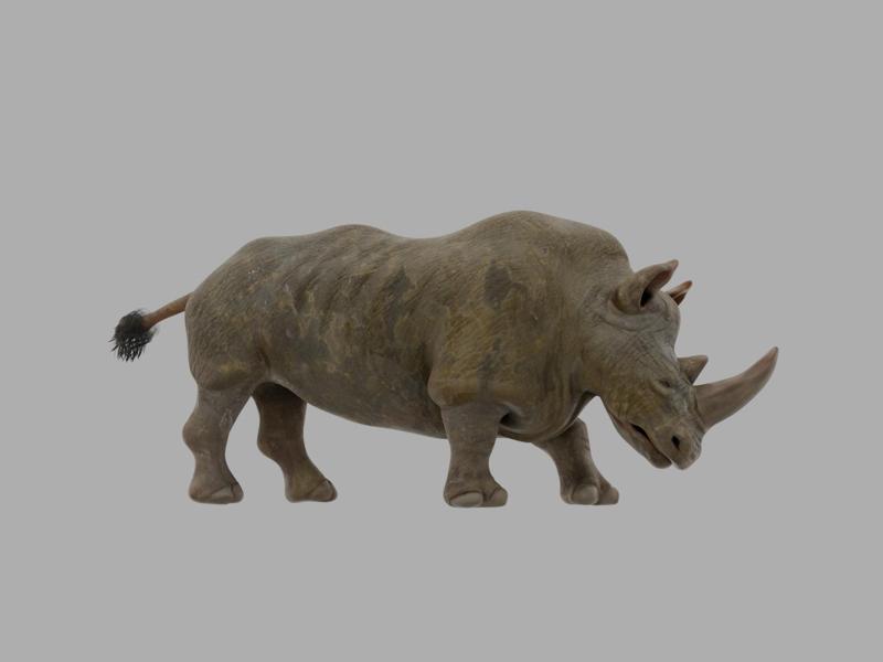 Rhinoceros