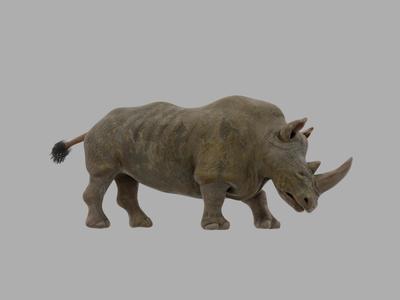 Rhinoceros