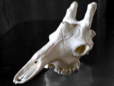 Giraffe Skull