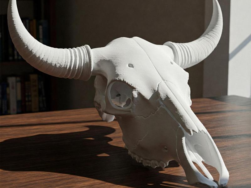 Ox Skull