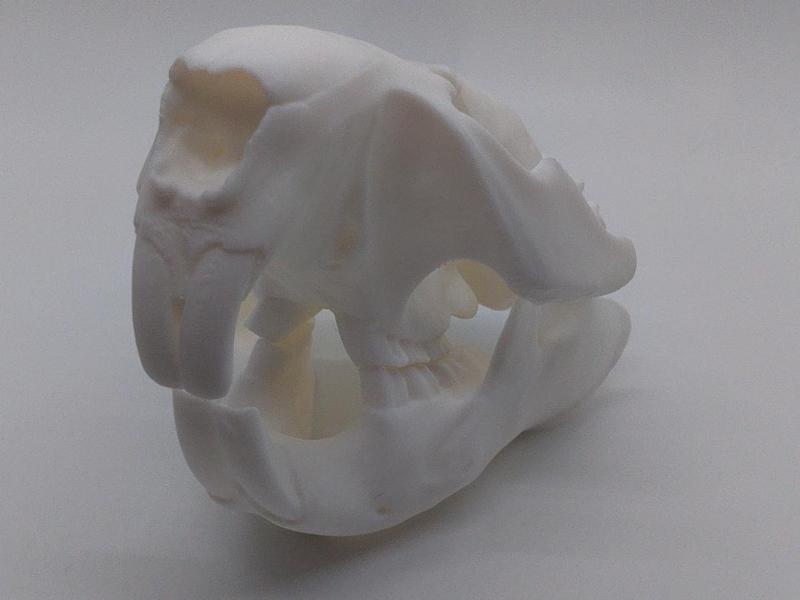 Beaver skull