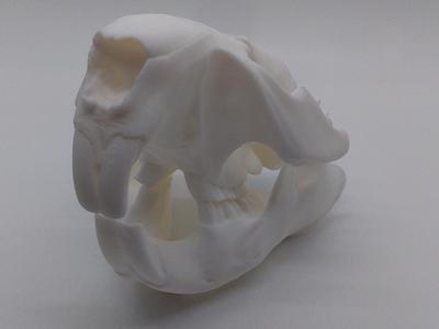 Beaver skull