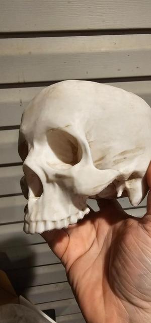 Skull Bowl
