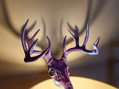 "Ghost" Deer Skull
