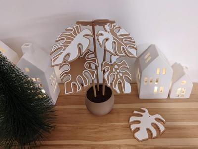 Gingerbread monstera coaster plant