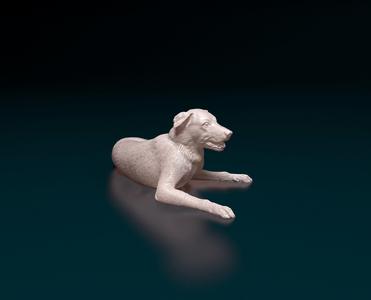 Border Collie 05