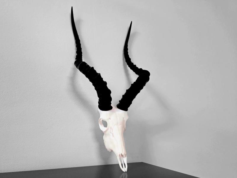 Impala Skull - Split Horns - New Skull