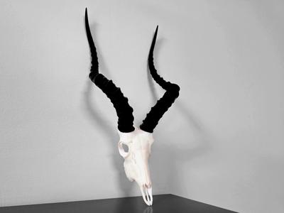 Impala Skull - Split Horns - New Skull