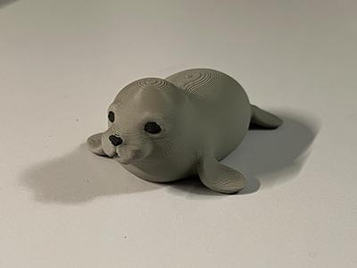 Cute little Seal Pup