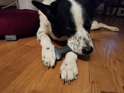 Easyprint TPU Dog Bone