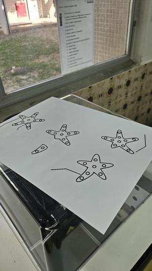 Tactile image: asexual reproduction (regeneration)