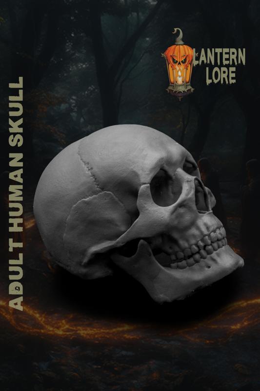 Human Skull (Pre Supported)