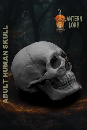 Human Skull (Pre Supported)