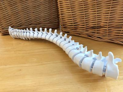Flexible Spine Model with Display Stand