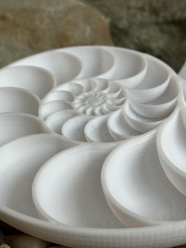 Nautilus Shell Cross Section