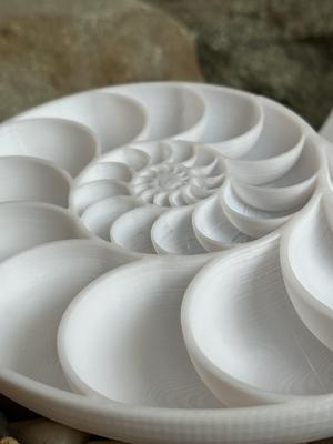 Nautilus Shell Cross Section