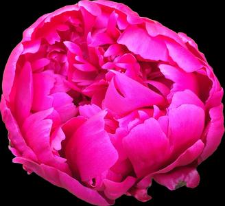 HueForge  - Pink Peony